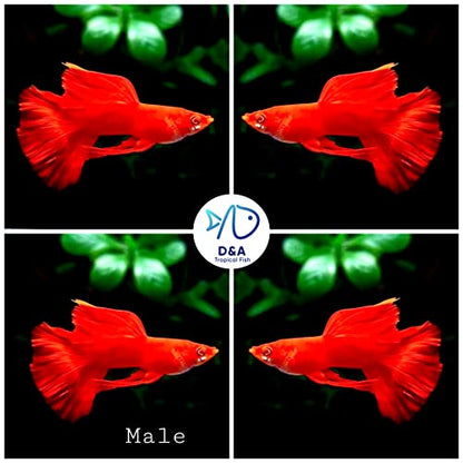 D&A Tropical Live Fish - ABINO Full RED Ribbons Guppy Live Fish, Female and Male Guppies for Aquariums, Freshwater (1 Trio (1Male,2Female))