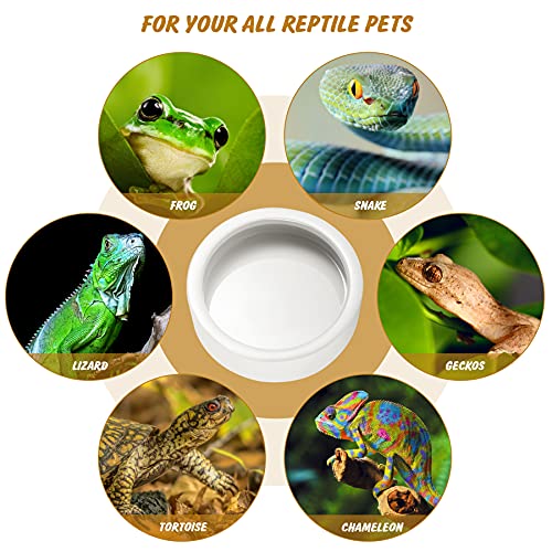 Worm Dish - Large 2 Pcs Reptile Food & Water Bowl for Lizard, Gecko, Chameleon, Hermit Crab, Bearded Dragon & More - Ceramic Anti-Escape Mini Reptile Feeder