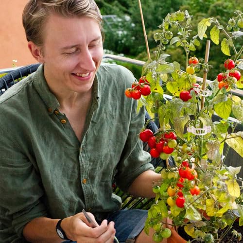 Tomato Clips for Climbing Plants 100 Pack, Plant Support Clips & Garden Clips for Vegetables Vine, Clear Reusable Plastic Plant Clips Indoor Outdoor Gardening