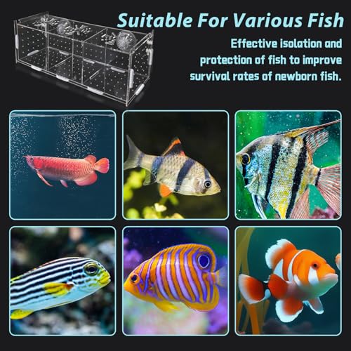 Acrylic Fish Breeding Box，Guppy breeding Box Acrylic Fish Isolation Box Aquarium Incubator with Suction Cups for Guppy Shrimp Small Baby Fishes（3.9 x 3.9 x11.8 in） - size: L(3.9 * 3.9 * 11.8in)