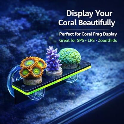kcrygogo Coral Frag Holder Acrylic Coral Rack with Powerful Double Suction Cup and Placstic Screws Suitable for Household Fish Tanks (2pcs 3 Plug Hole,Fluorescent Green and Orange)