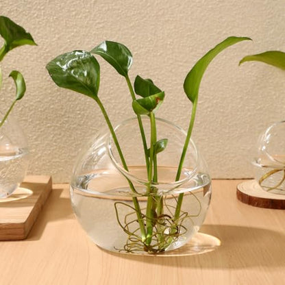 ibasenice 3Pcs Glass Terrarium Bowls Air Plant Holders Hydroponic Planters Small Round Vases for Home Office Desktop Display