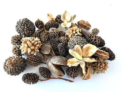 Natural Botanical Seed Pods, 37-Piece Premium Small Seed Pod Mixed Variety Pack, Bioactive Botanicals, Nano Terrarium Decor, Isopod Food and Hides, Aquarium Botanicals