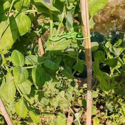 500PCS Plant Twist Clip Ties Garden Plant Support Clips Vegetables Tomato Vine Flower Clips Plant Locks for Securing Plants