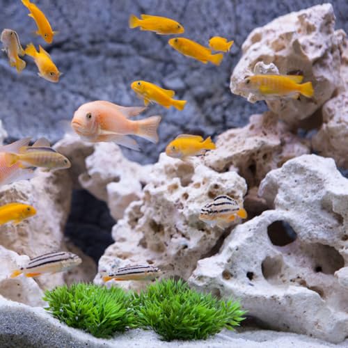 Kisangel Natural Driftwood Branch Aquarium Decoration 7.87 Inch Real Wood Fish Tank Ornament for Freshwater Aquatic Plant Anchoring and Fish Shelter