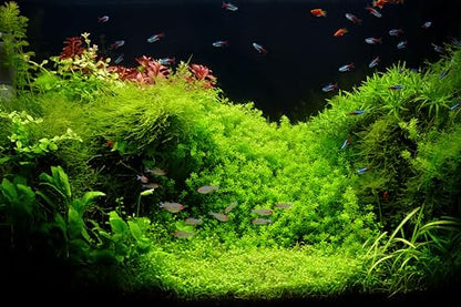 7x5ft Fish Tank Backdrop Aquarium Underwater Grass Leaves Aquatic Plant River Bed Lake Fish Background Diving Holiday Fishing Party Decoration Photo Props Wallpaper - size: 7x5FT
