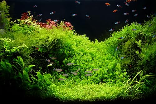 10x8ft Fish Tank Backdrop Aquarium Underwater Grass Leaves Aquatic Plant River Bed Lake Fish Background Diving Holiday Fishing Party Decoration Photo Props Wallpaper - size: 10x8FT