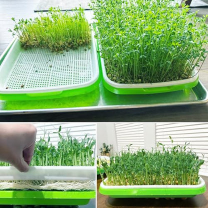 20 Pack 12.6 x 10 x 1.8 inch Microgreens Growing Trays, BPA-Free Sprouting Trays, Germination Tray for Beans, Wheatgrass & Microgreens, Home, Kitchen & Garden - size: 20 Pack 12.6 x 10 inch green