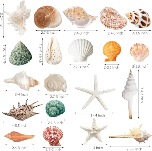 JQAQJU Sea Shells Mixed Beach Seashells 20 Kinds, 1.5"-5.5" Various Sizes Large Ocean Shells Conch 2 Kinds Natural Starfish for Decorating Beach Theme Party Fish Tank Filling Home Decor Wedding