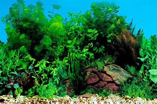 ELEBOX Fish Tank Stickers Wallpaper Seaweed Background Aquarium Background Decoration Water Plants Fish Tank Background 15.7"x 40"