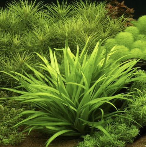 Bulk Dwarf Chain Sword (Helanthium tenellum) Easy Live Aquarium Plants for Aquatic Freshwater Fish Tank (15)