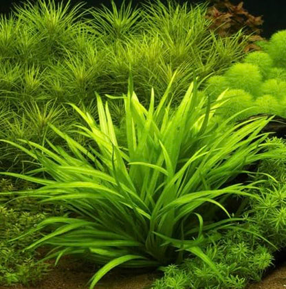 Bulk Dwarf Chain Sword (Helanthium tenellum) Easy Live Aquarium Plants for Aquatic Freshwater Fish Tank (15)