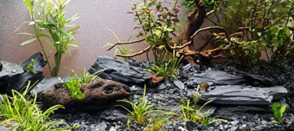 Natural Slate Stone 5 to 7 Inches - USA Sourced and Packaged for Aquascaping Aquariums, Terrariums, Paludariums, Reptile Enclosures, and Gardens (10lbs)
