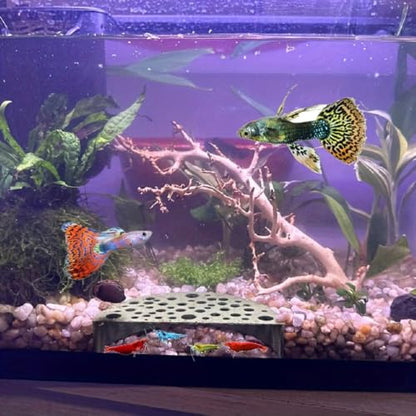 Shrimp Breeding Protector, Shrimp Breeding Cave, Aquarium Tunnel ABS Shrimp Shelter Hideout Hiding Breeder Box Accessories Decoration(White)