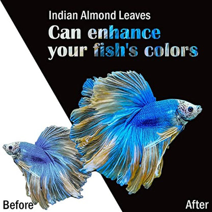 Premium Indian Almond Leave. Aquarium Decorations Size 6-9" Pack 50g(20-25 Leaves). Catappa Leaves Rich in Tannin. Superb to be Health Better, Vitality, Succesful Breeding! of Shrimp & Betta Fish Tank