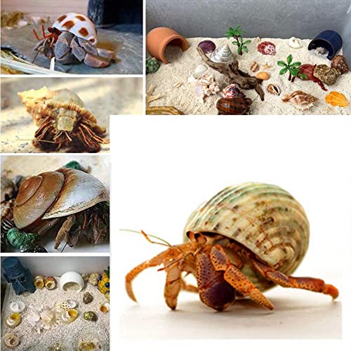 15PCS Hermit Crab Shells Include Small & Medium and Large (6 Types) Natural Seashells, for Hermit Crab Supplies and Replacement Sea Shells