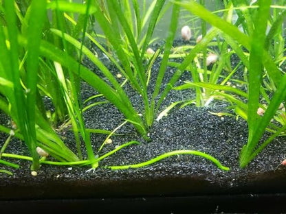 TheFrogHouse Black Aquarium Sand Substrate (35lbs) - size: 35 pounds