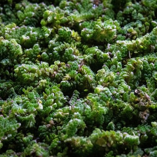 Live Plants - Azolla Caroliniana, Mosquito Fern, Floating Aquarium Plant, Green Floating Plant for Freshwater Aquariums, Ponds - 1 Cup - color: Azolla / Mosquito Fern / Fairy Moss