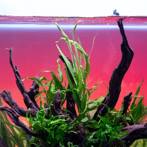 Java Fern Live Aquarium Plants - Potted Freshwater Plant for Fish Tanks - Beginner Friendly, Low Light (Needle Leaf, 5 Pots) - color: Needle Leaf, size: Pot - 5 Count