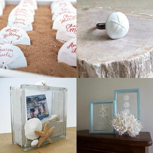 JQAQJU 20PCS Sea Shells for Crafting 3-4", Mini Sand Dollars Starfish Decor for Crafts, Scallop Shells for Cooking, Seashells for Crafts DIY Beach Theme Party Candle Decor Wedding Fish Tank