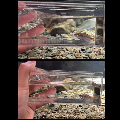 Practical Fishtanks Breeder Box for Fish Eggs Hatching and Isolating Small Fish Clear Acrylic Observation Breeding Tanks Professional Research Tool