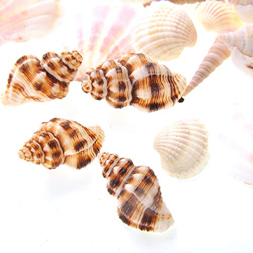 PowerTRC Mixed Beach Sea Shells for Ocean Theme Parties and Weddings Decoration | Vase, Fountain & Fish Tank Filler Various Sizes 1”-2.5” | Approx.100 Sea Shells - size: #1 100 Sea Shells