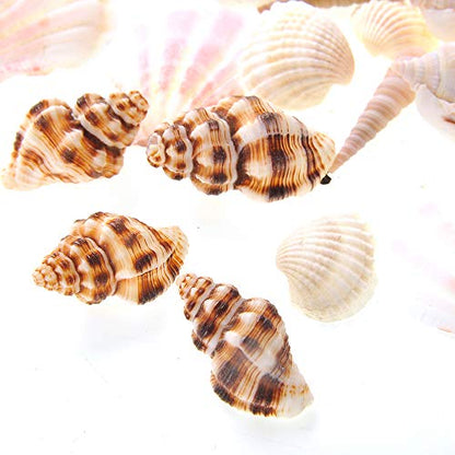PowerTRC Mixed Beach Sea Shells for Ocean Theme Parties and Weddings Decoration | Vase, Fountain & Fish Tank Filler Various Sizes 1”-2.5” | Approx.100 Sea Shells - size: #1 100 Sea Shells