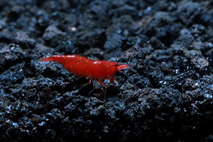 Live Freshwater Aquarium Shrimp - Neocaridina (Bloody Mary, 10 Pack) - color: Bloody Mary