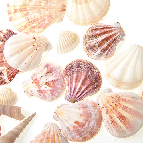 PowerTRC Mixed Beach Sea Shells for Ocean Theme Parties and Weddings Decoration | Vase, Fountain & Fish Tank Filler Various Sizes 1”-2.5” | Approx.100 Sea Shells - size: #1 100 Sea Shells