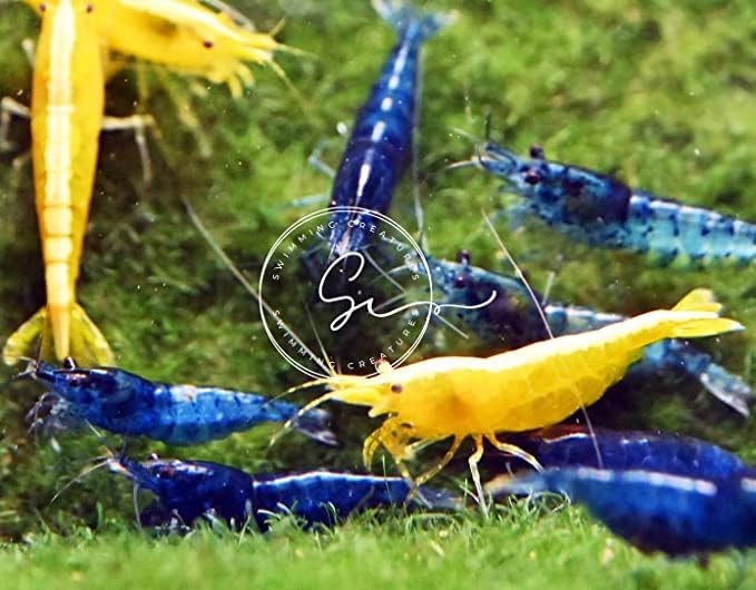 Swimming Creature™ Premium High-Grade Neocaridina Shrimps with Assorted Mystery Snails, Freshwater Aquarium (10 Mixed Shrimps 3 Snails)