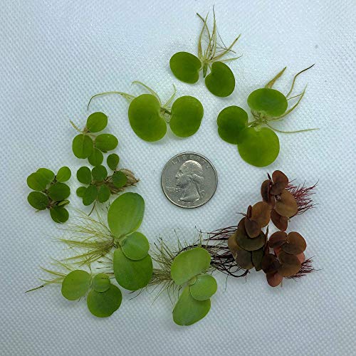 Floating Plant Combo Pack! (Amazon Frogbit, Red Root Floater, Dwarf Water Lettuce, Water Spangles) (Plants Only) - size: Plants without Invisible Feeding Ring