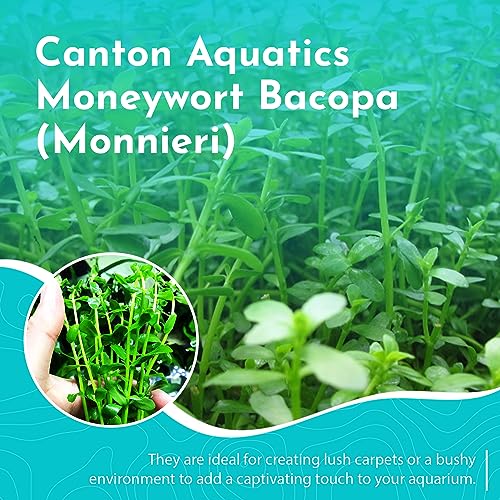 Moneywort Bacopa Monnieri Live Aquarium Plant Stem Bundle Freshwater Easy Beginner Background Plant - Low-Medium Light - size: Bunch