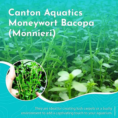 Moneywort Bacopa Monnieri Live Aquarium Plant Stem Bundle Freshwater Easy Beginner Background Plant - Low-Medium Light - size: Bunch