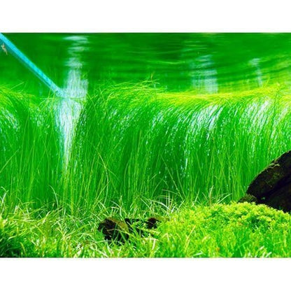 Freshwater Aquarium Decor, Easy Growing Dwarf Carpet for Fish Tank/Terrarium, Natural Aquatic Plant Growth Material – 1 Pack (Long Hair)