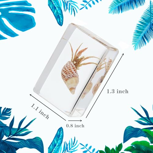 12 Pcs Real Ocean Animal & Insect Specimens in Resin - Educational Science Display Collection with 12 Unique Styles - Perfect for School Projects, Bug Collectors & Home Decor