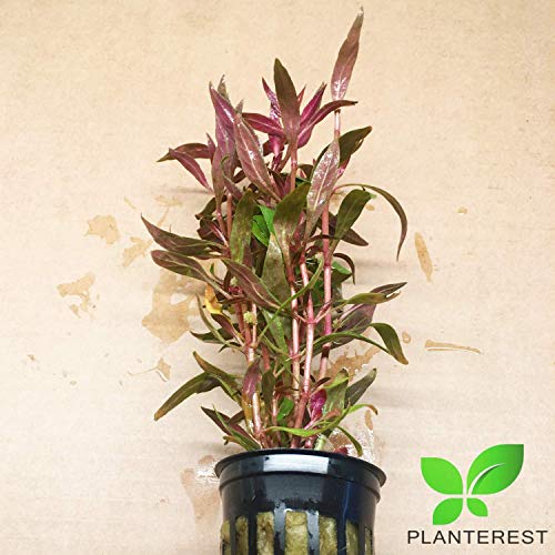 Alternanthera Rosaefolia Potted Background Easy Live Aquarium Plant Decorations BUY2GET1FREE