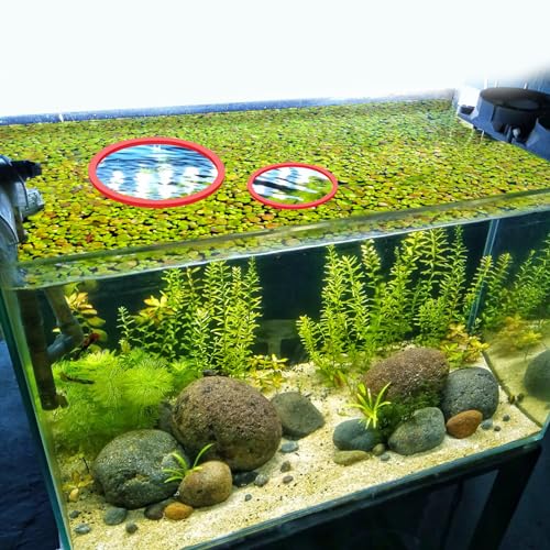 PEUTIER 5pcs Aquarium Floating Plant Rings, Round Fish Feeding Rings Foam Fish Tank Plant Corral for Bettas, Goldfish Aquarium Accessories Duckweed Isolation Circle Keep Plants in Place (Red)