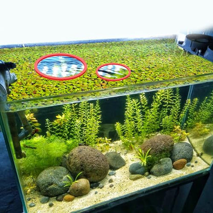 PEUTIER 5pcs Aquarium Floating Plant Rings, Round Fish Feeding Rings Foam Fish Tank Plant Corral for Bettas, Goldfish Aquarium Accessories Duckweed Isolation Circle Keep Plants in Place (Red)