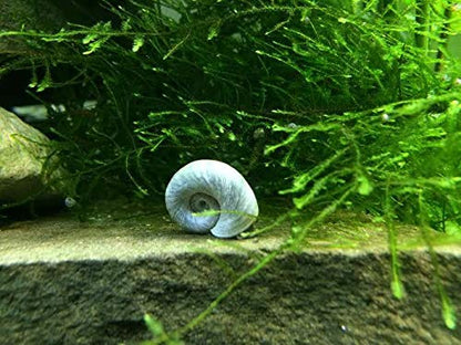 Aquatic Arts 1 Live Blue Ramshorn Snail | Aquarium Sand/Substrate Clearer | Freshwater Fish Tank Accessories