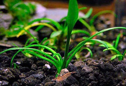 3X Cryptocoryne Parva Easy Live Aquarium Plants for Aquatic Freshwater Fish Tank