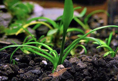 3X Cryptocoryne Parva Easy Live Aquarium Plants for Aquatic Freshwater Fish Tank