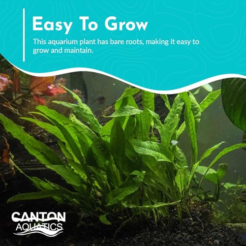 Java Fern Microsorum - Live Aquarium Plant - Freshwater - Low Light