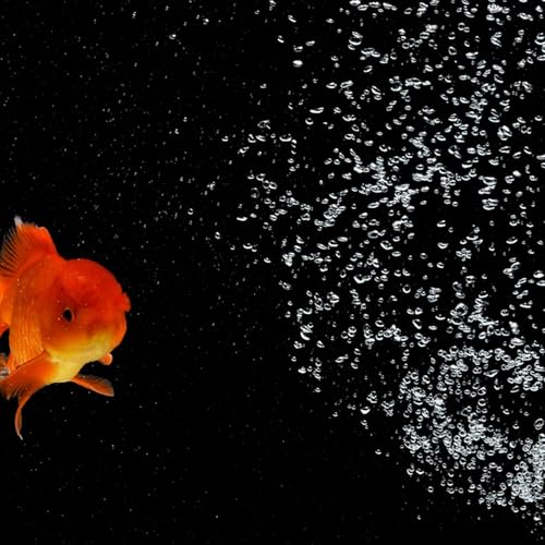 SHINEOFI Aquarium Background Sticker Roll, PVC Self-Adhesive Fish Tank Scenery Wallpaper, 45cm X 10m Black Backdrop for Aquarium Decoration and Underwater Scenery
