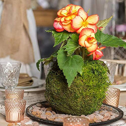 Moss Ball Flower Pot Natural Planter Bonsai Plant Holder Bird Nest for DIY Gardening Home Table Decoration - 18cm