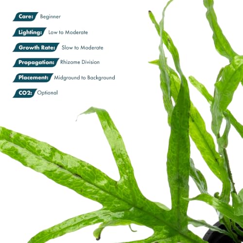 Java Fern Live Aquarium Plants - Potted Freshwater Plant for Fish Tanks - Beginner Friendly, Low Light (Trident, 3 Pots) - color: Trident, size: Pot - 3 Count