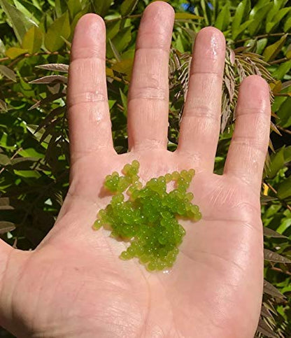 Algae Research and Supply: Algae Beads (Algae Beads Research Kit: 2,000 Beads, Indicator (50mL), pipettes)