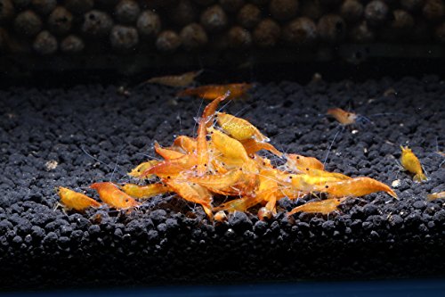 Live Freshwater Aquarium Shrimp - Neocaridina (Orange Sunkist, 10 Pack) - color: Orange Sunkist