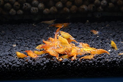 Live Freshwater Aquarium Shrimp - Neocaridina (Orange Sunkist, 10 Pack) - color: Orange Sunkist