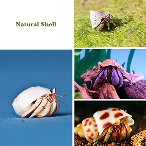 Lucky Baby 15+pcs Hermit Crab Shells Small to Medium Sea Conch Size 1/4-1 1/2 Inches Natural Growth Turbo Seashells Conch for Small Hermit Crab Turbo Shells