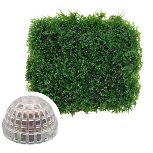 Java Moss Live Plant for Aquarium, 10 Square Inches Coral, with 1x Plastic Ball Holder, Freshwater Live Aquarium Plants Shaping Filter